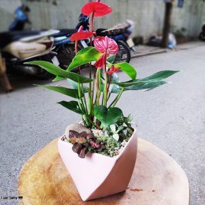 Cây hồng môn để bàn mini - Vườn cây xinh