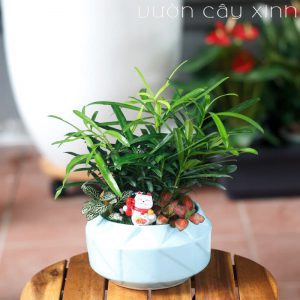 Tùng la hán để bàn | Cây phong thủy - Vườn Cây Xinh