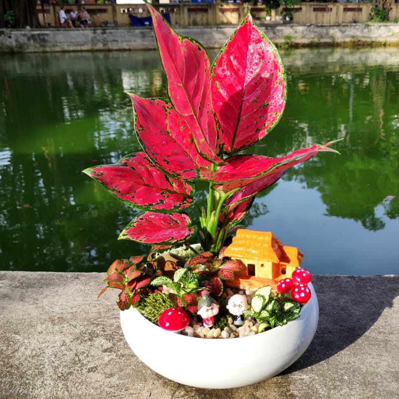 Cây Vạn Lộc Đỏ mini để bàn | Vạn Lộc lá đỏ » Vườn Cây Xinh