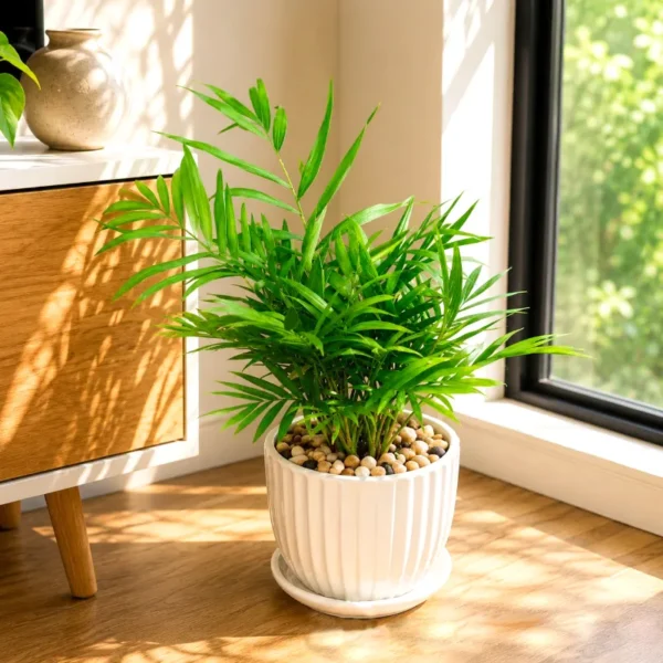 Cây Cau Tiểu Trâm Để Bàn Mini