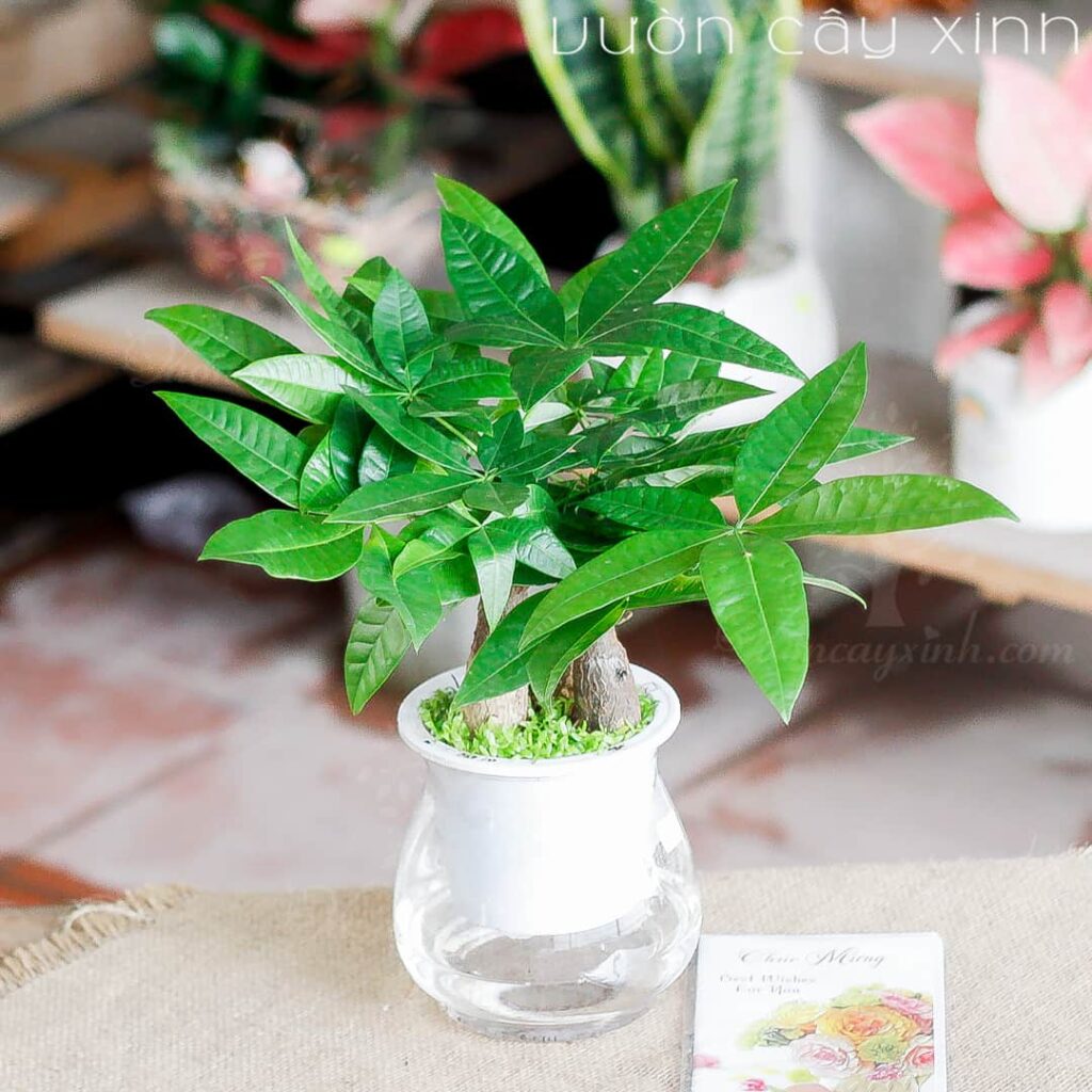 Cây Lưỡi Hổ thủy sinh để bàn | Cây thủy sinh » Vườn Cây Xinh