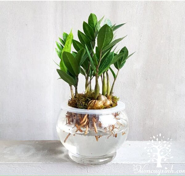Cây kim tiền thủy sinh - Vườn cây xinh