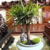 Cây tùng la hán bonsai mini | Tùng la hán đẹp