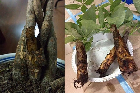 Cây kim ngân bị thối rễ: Cách cứu & chăm sóc | Vườn Cây Xinh