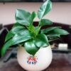 Cây trầu bà xanh để bàn | Feedback Vườn Cây Xinh