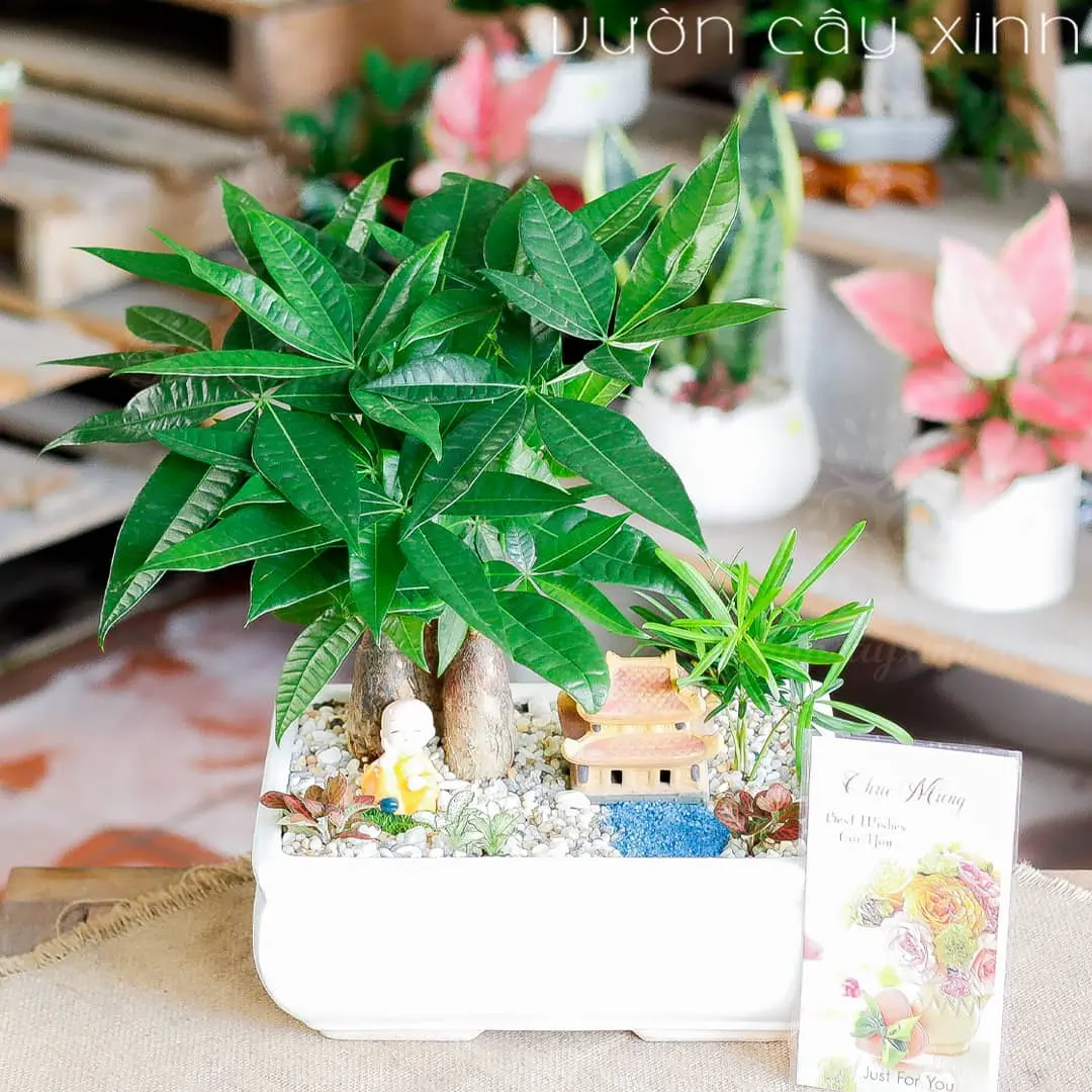 Cây kim ngân để bàn mẫu tiểu cảnh | Quà tặng cây cảnh