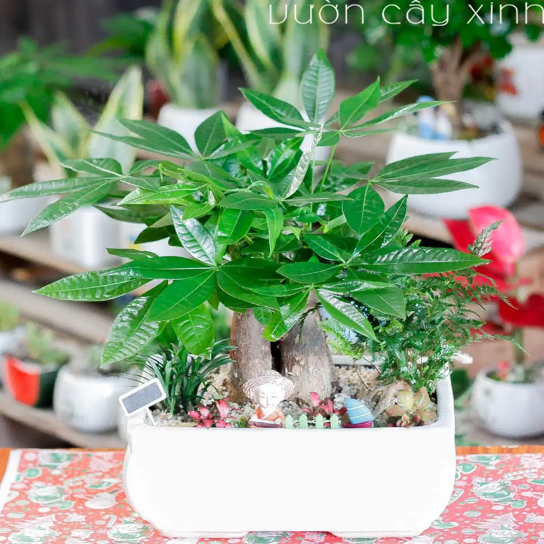 Cây kim ngân để bàn mẫu tiểu cảnh | Quà tặng cây cảnh