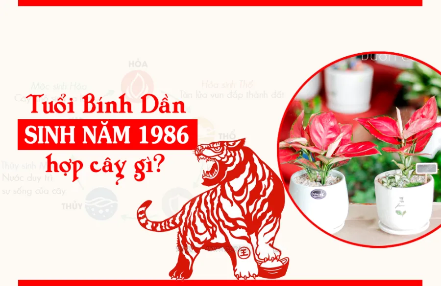 Tuổi Bính Dần 1986 hợp cây gì? Top cây hợp mệnh Hỏa 1986