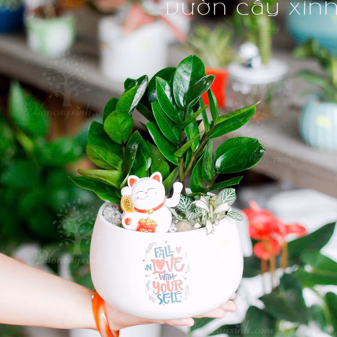 Các Mẫu Cây Kim Tiền Mini Để Bàn Làm Việc