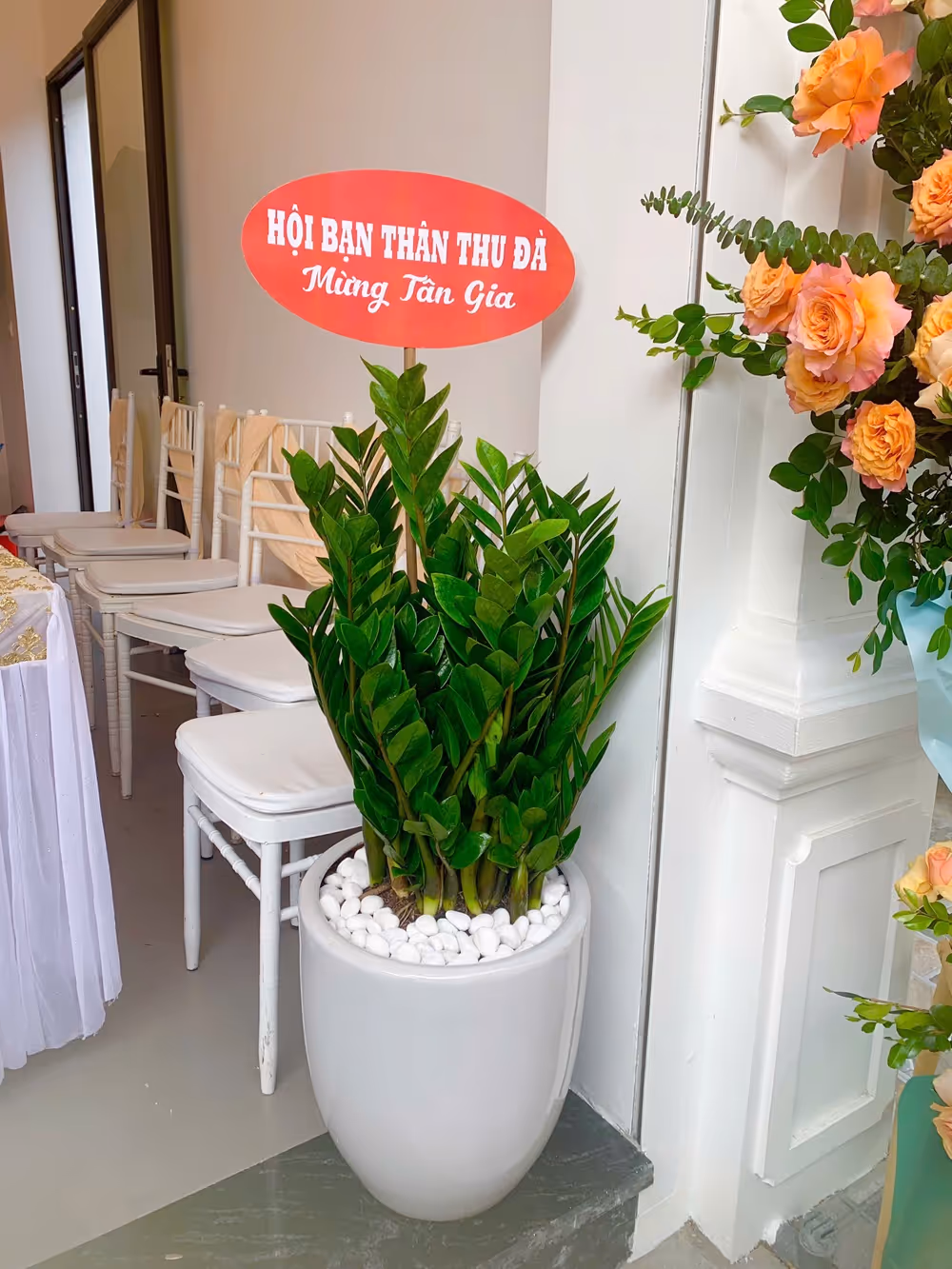 Cây Kim Tiền To Đẹp Để Văn Phòng (Tặng Khai Trương, Tân Gia)