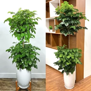 Cây hạnh phúc 2 tầng - Báo giá cây hạnh phúc 2 tầng đẹp