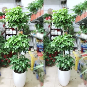 Cây hạnh phúc 3 tầng đẹp