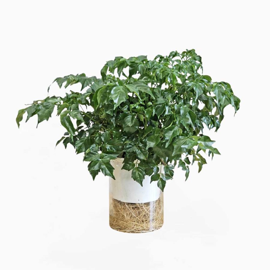 Cây hạnh phúc thủy sinh (Radermachera sinica)
