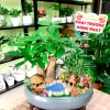 Ảnh Feedback Cây kim ngân để bàn | Vườn Cây Xinh