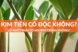 Cây kim tiền có độc không? Cách xử lý khi dính độc cây kim tiền