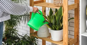 Cây lưỡi hổ có cần tưới nhiều nước không?