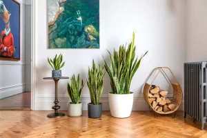 Trồng cây lưỡi hổ trước nhà có tốt không?