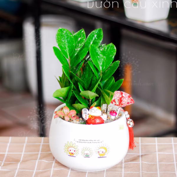 Các Mẫu Cây Kim Tiền Mini Để Bàn Làm Việc