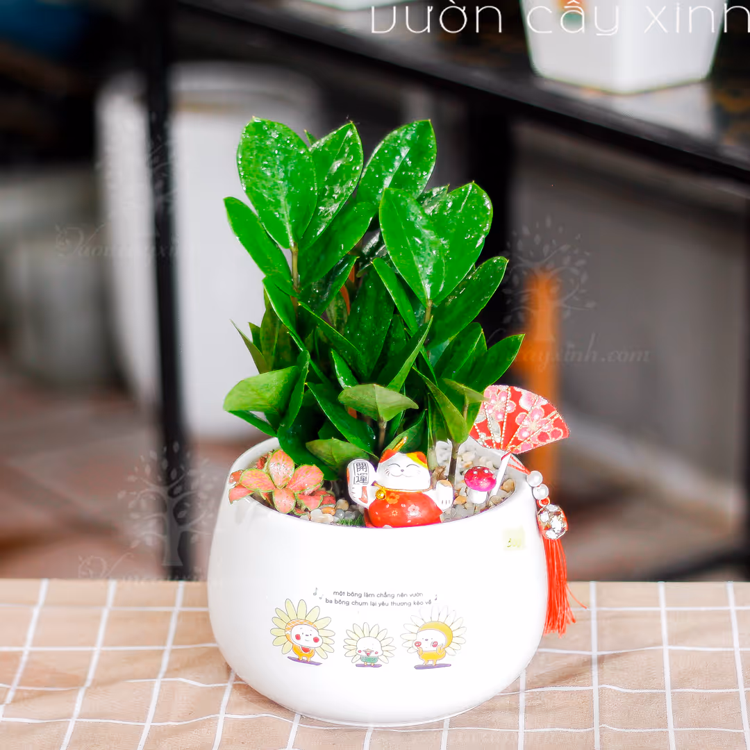 Các Mẫu Cây Kim Tiền Mini Để Bàn Làm Việc