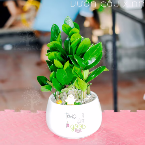 Các Mẫu Cây Kim Tiền Mini Để Bàn Làm Việc