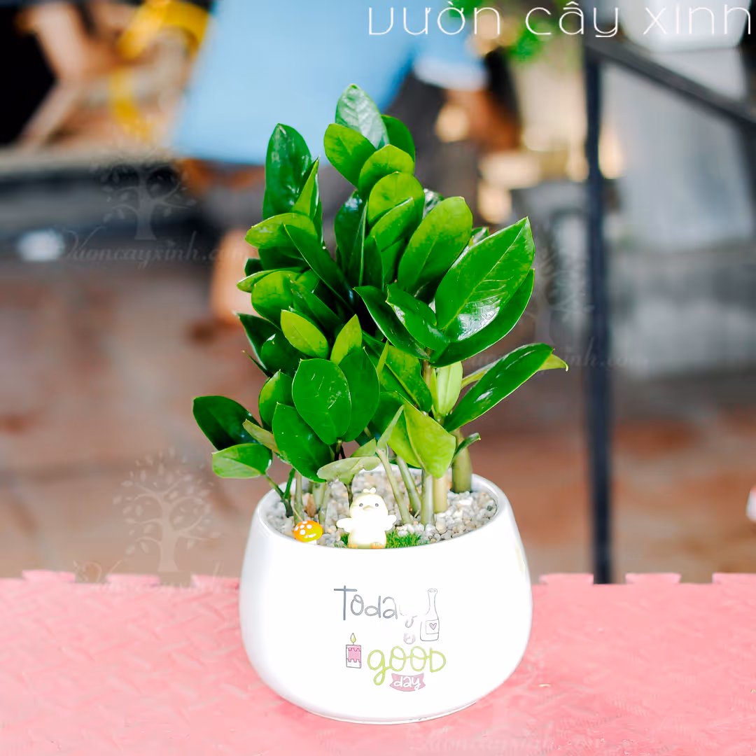 Các Mẫu Cây Kim Tiền Mini Để Bàn Làm Việc