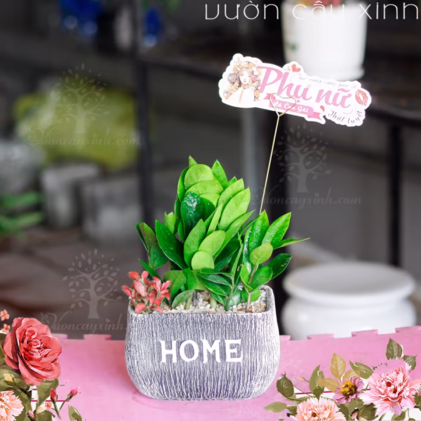 Các Mẫu Cây Kim Tiền Mini Để Bàn Làm Việc