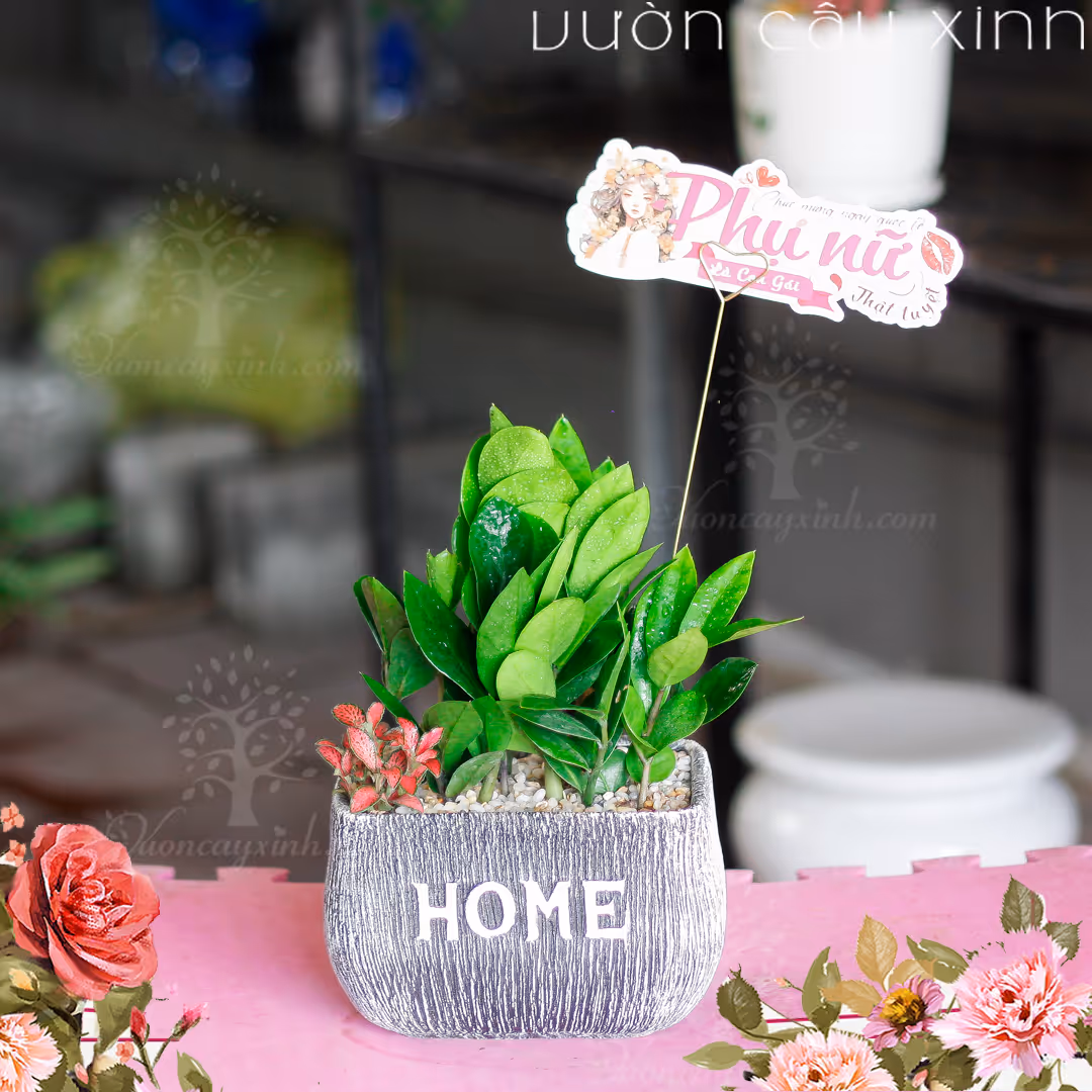 Các Mẫu Cây Kim Tiền Mini Để Bàn Làm Việc