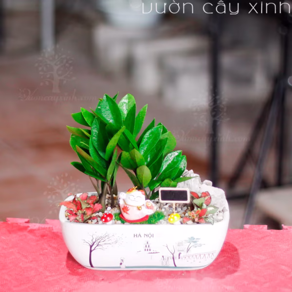 Các Mẫu Cây Kim Tiền Mini Để Bàn Làm Việc