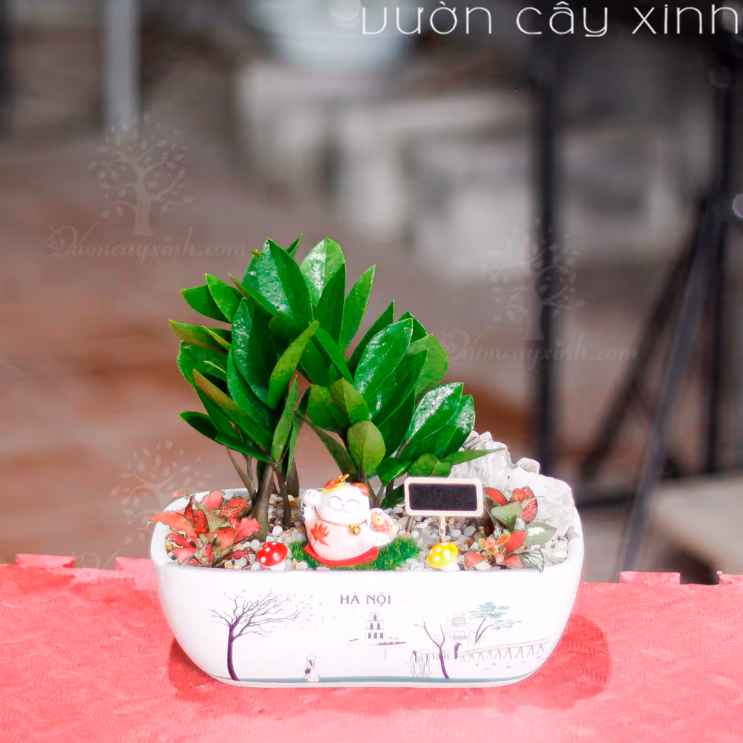 Các Mẫu Cây Kim Tiền Mini Để Bàn Làm Việc