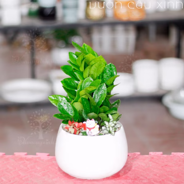 Các Mẫu Cây Kim Tiền Mini Để Bàn Làm Việc