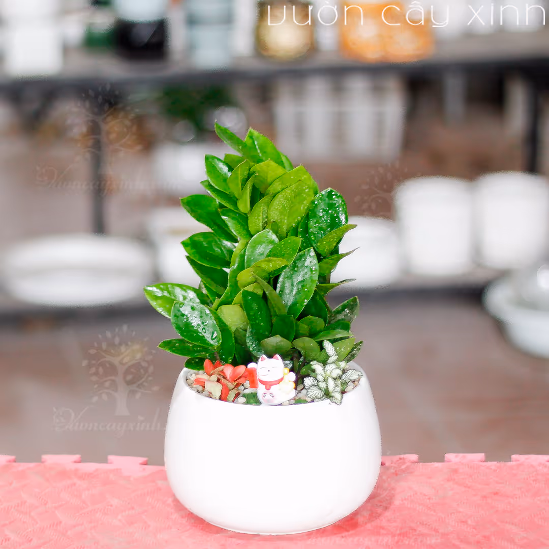 Các Mẫu Cây Kim Tiền Mini Để Bàn Làm Việc