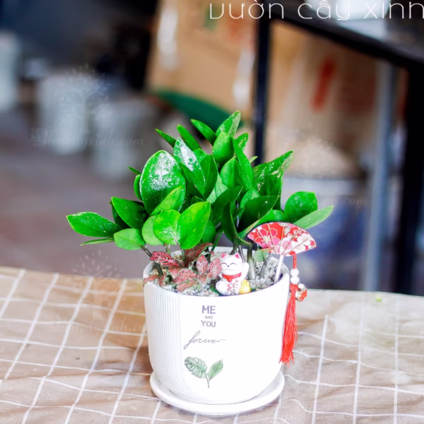 Các Mẫu Cây Kim Tiền Mini Để Bàn Làm Việc