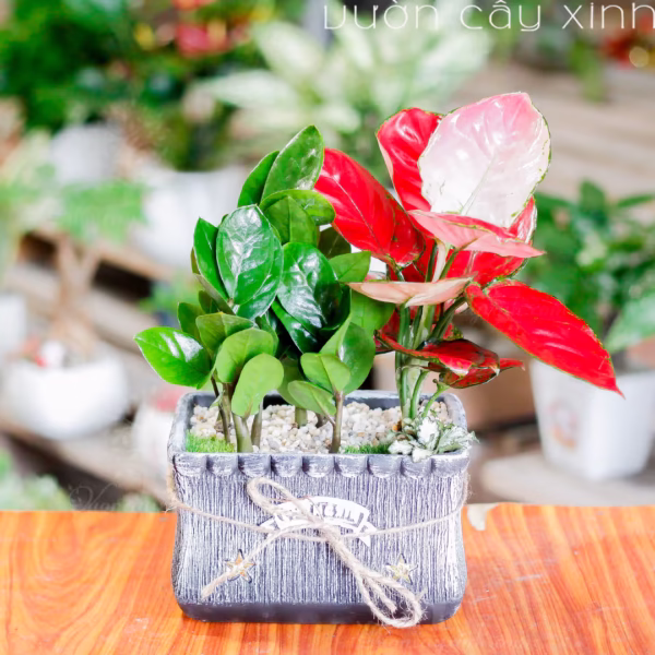 Các Mẫu Cây Kim Tiền Mini Để Bàn Làm Việc