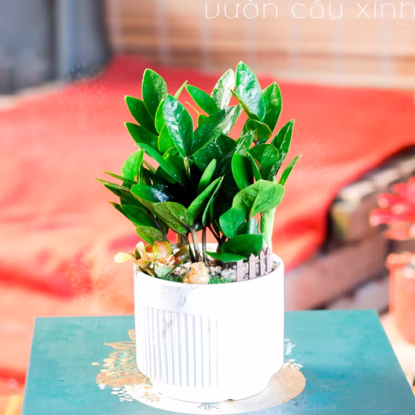 Các Mẫu Cây Kim Tiền Mini Để Bàn Làm Việc