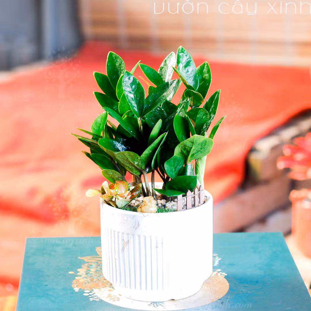 Các Mẫu Cây Kim Tiền Mini Để Bàn Làm Việc