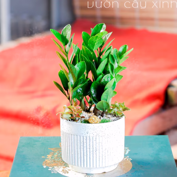Các Mẫu Cây Kim Tiền Mini Để Bàn Làm Việc