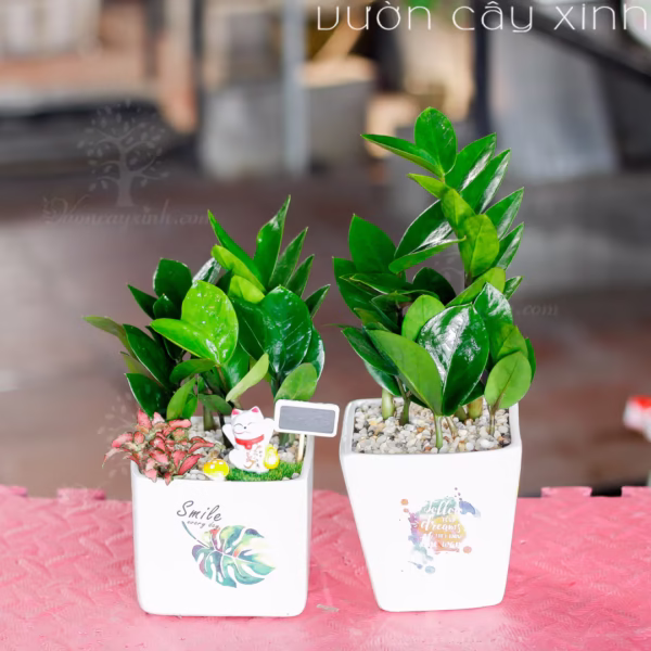 Các Mẫu Cây Kim Tiền Mini Để Bàn Làm Việc