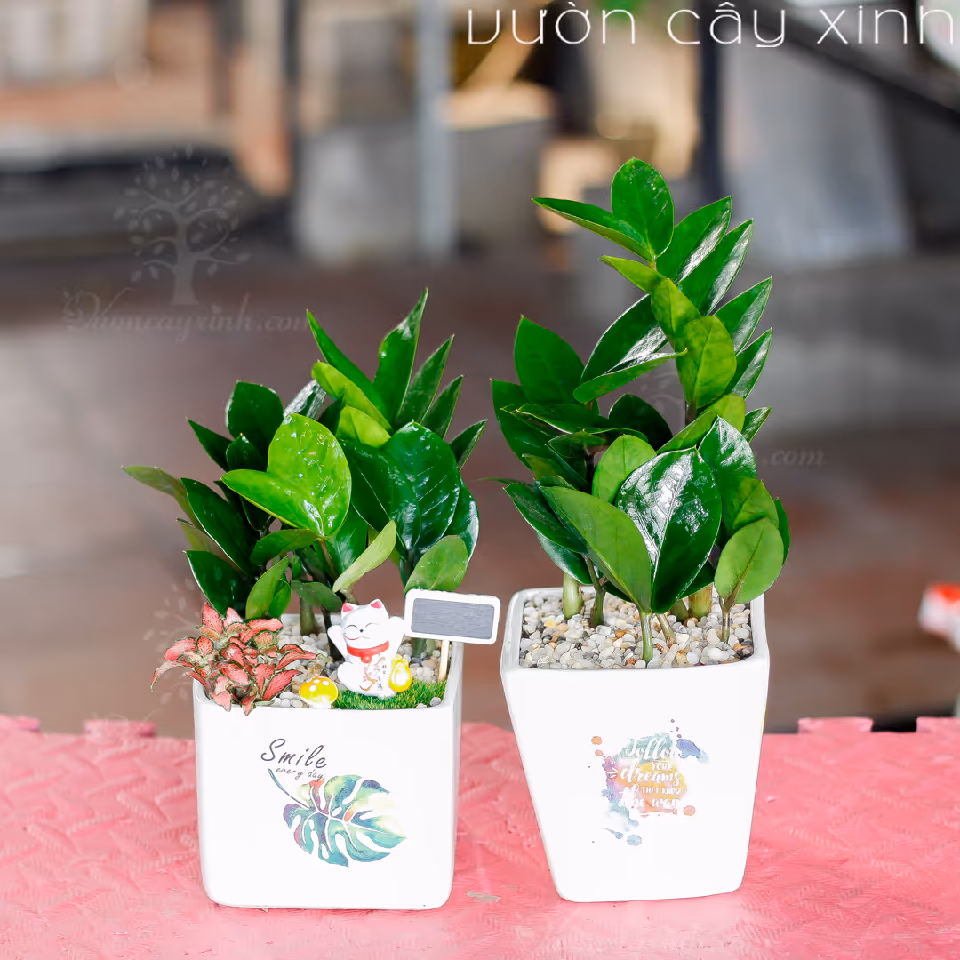 Các Mẫu Cây Kim Tiền Mini Để Bàn Làm Việc