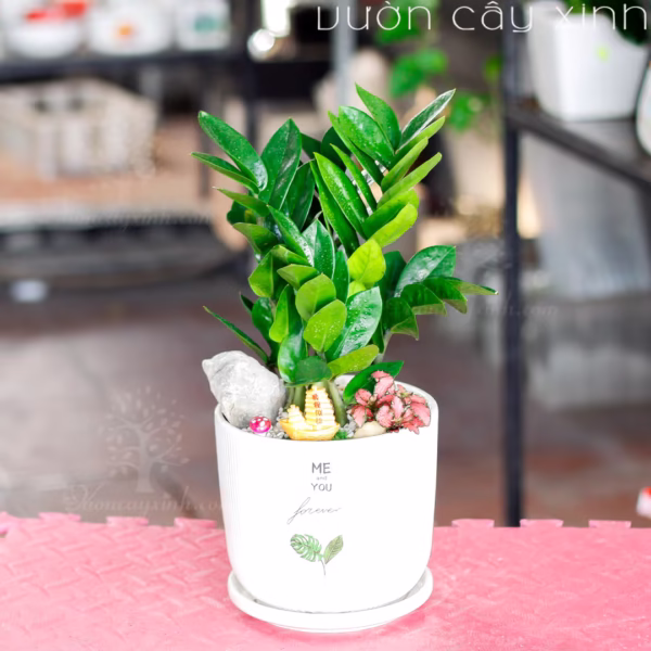 Các Mẫu Cây Kim Tiền Mini Để Bàn Làm Việc