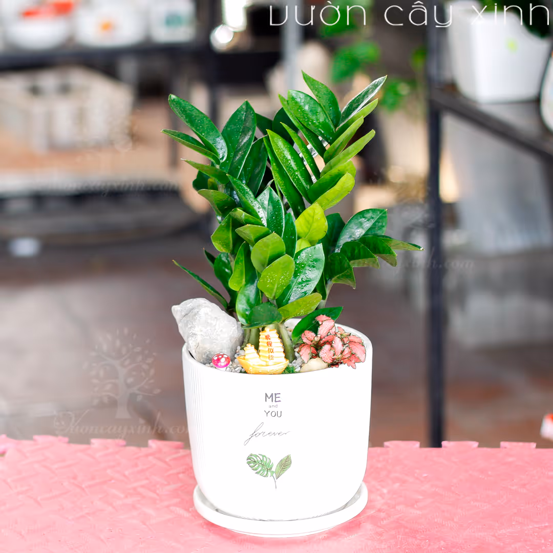Các Mẫu Cây Kim Tiền Mini Để Bàn Làm Việc