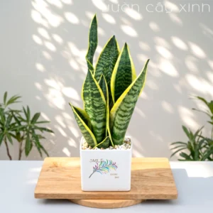 Cây Lưỡi Hổ Mini Để Bàn Làm Việc