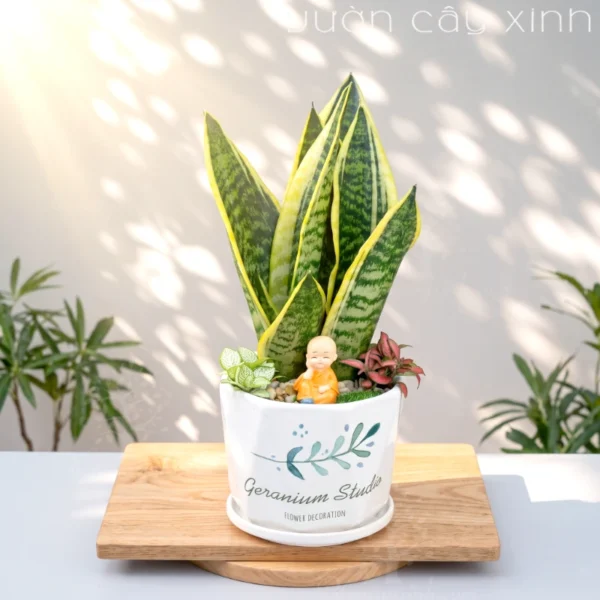 Cây Lưỡi Hổ Mini Để Bàn Làm Việc