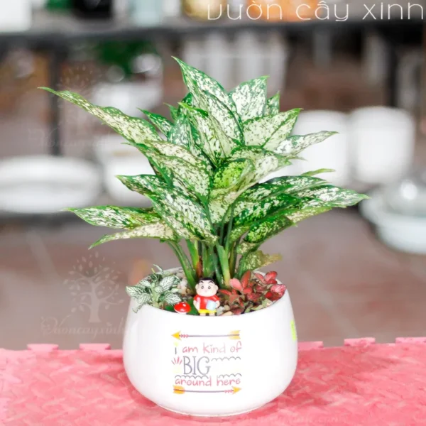 Cây Ngọc Ngân Để Bàn Làm Việc Phong Thủy