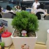 Cây tùng bồng lai để bàn | Vườn Cây Xinh