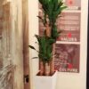 Cây thiết mộc lan để trong nhà | Vườn Cây Xinh