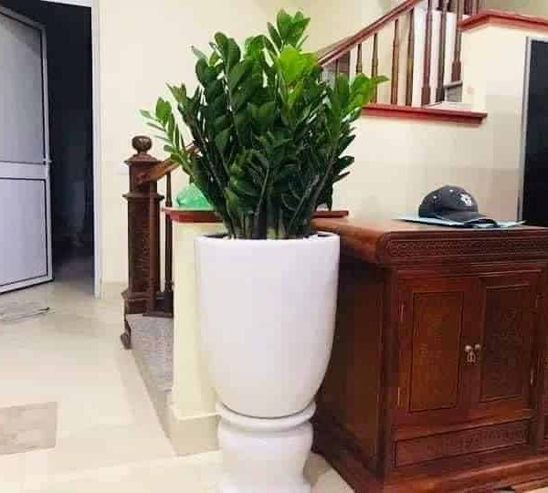 Chậu cây kim tiền to để phòng - Cây nội thất | Vườn Cây Xinh