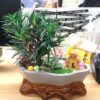Tùng la hán để bàn | Tùng la hán bonsai - Vườn cây xinh