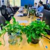 Cây vạn niên thanh để bàn phòng họp | Vườn Cây Xinh