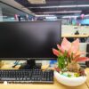 Cây vạn lộc đỏ để bàn làm việc | Vườn Cây Xinh