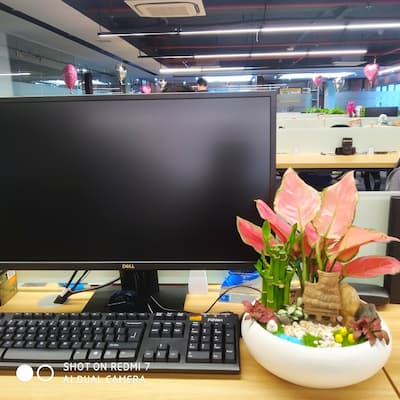 Cây vạn lộc đỏ để bàn làm việc | Vườn Cây Xinh